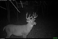 Quelle caméra pour observer les animaux la nuit ?